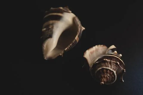 Snail seashell macro close up Stock Photos