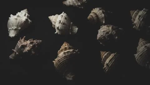 Snail seashell macro close up Stock Photos