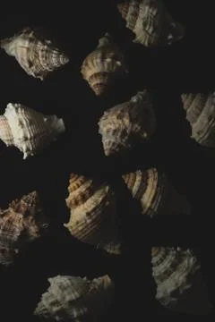 Snail seashell macro close up Stock Photos