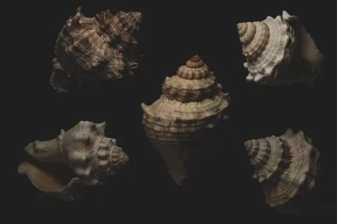 Snail seashell macro close up Stock Photos
