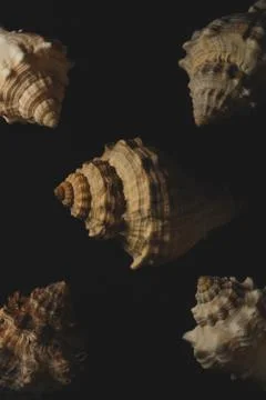 Snail seashell macro close up Stock Photos
