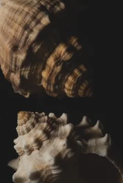 Snail seashell macro close up Stock Photos