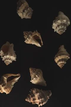 Snail seashell macro close up Stock Photos