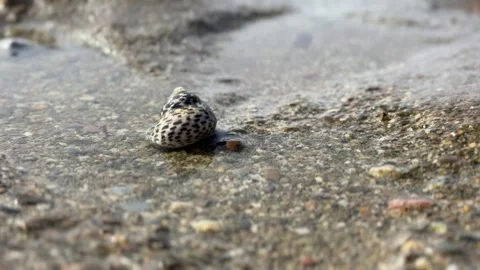 Snail on the seashore Stock Footage 303727724