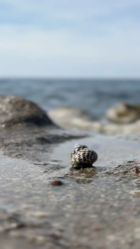 Snail on the seashore Stock Footage 303727736