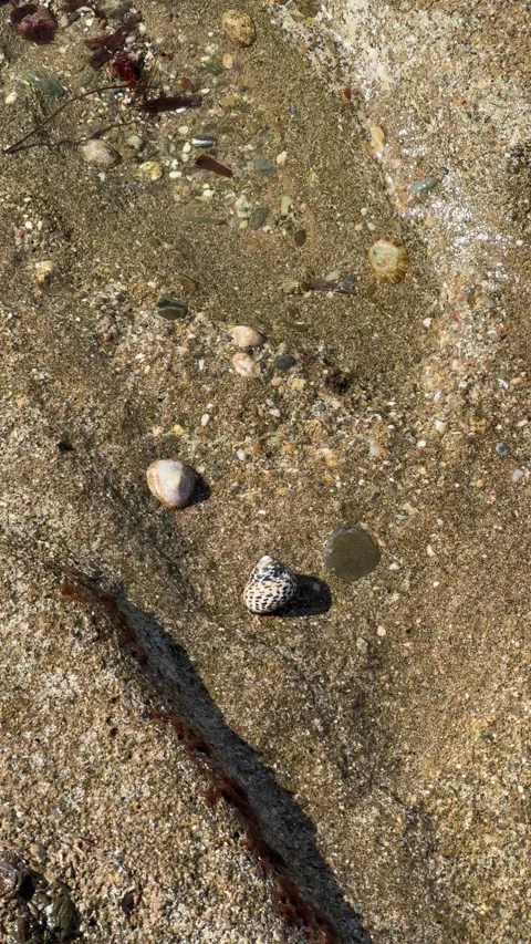 Snail on the seashore Stock Footage 303728709