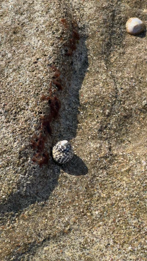 Snail on the seashore Stock Footage 303728814