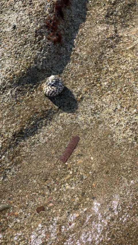Snail on the seashore Stock Footage 303728877