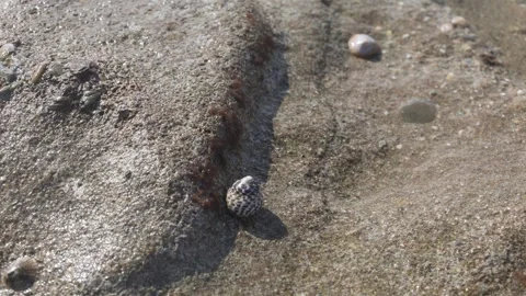 Snail on the seashore Stock Footage 303729425