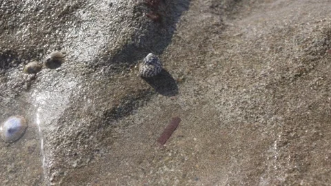 Snail on the seashore Stock Footage 303729468