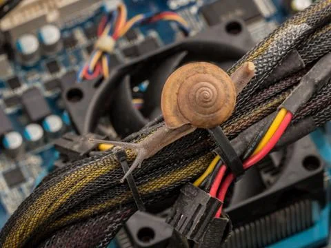Snail on serviced personal computer concept for slowly, error, virus, infecti Photos