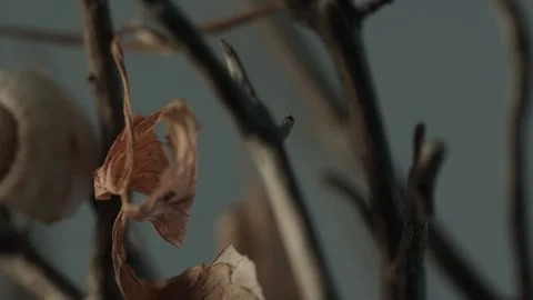 Snail Shell Adorning a Withered Plant. Stock Footage 265246431
