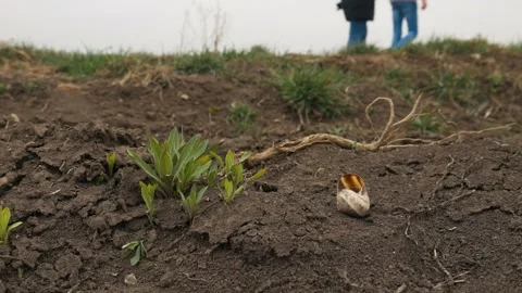 A snail shell and people passing in the field lower rising view Vidéo 253708598