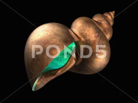 Snail shell, artwork Stock Illustration