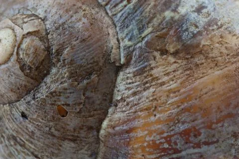 Snail shell background Stock Photos