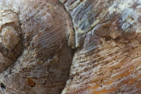 Snail shell background Stock Photos