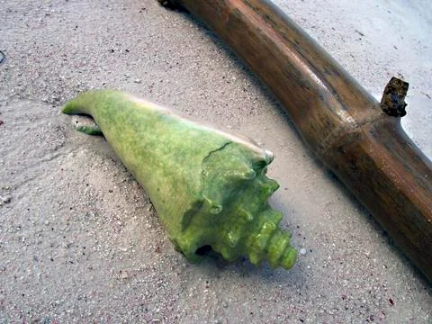 Snail shell on the beach Foto stock
