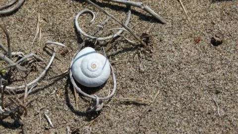 Snail shell on the beach sand Stock Photos