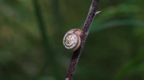 Snail shell on a branch Vídeos de archivo 43377310