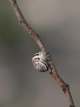 Snail shell on branch Stock Photos