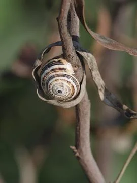 Snail shell on branch Stock Photos
