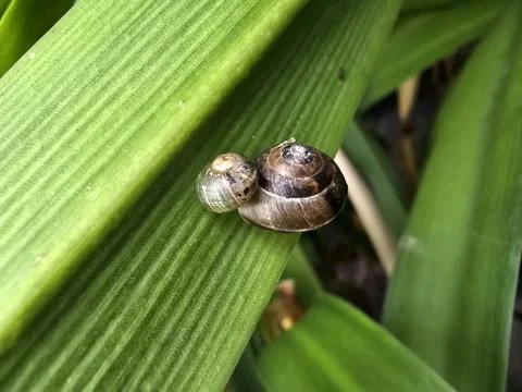 Snail, shell, brown, small, mollusk, closeup, natural Stock Photos