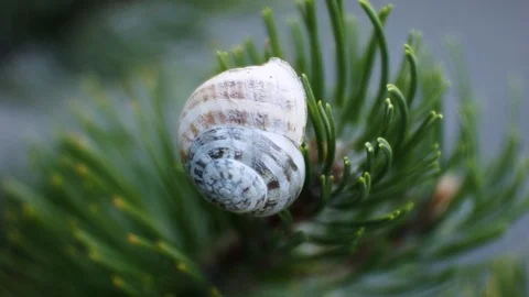 Snail shell on bush Stock Footage 129205638