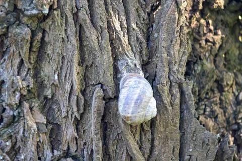 Snail shell camouflaging on the textured surface of a tree trunk Stock Photos