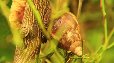 Snail with Shell Climbing Up Tree Vidéo 38716166