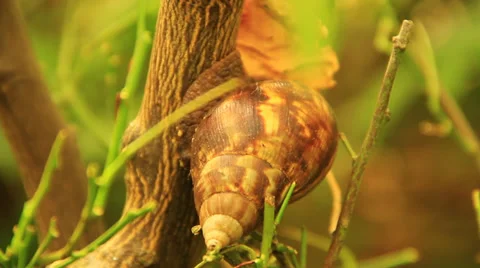 Snail with Shell Climbing Up Tree Stock Footage 38716171