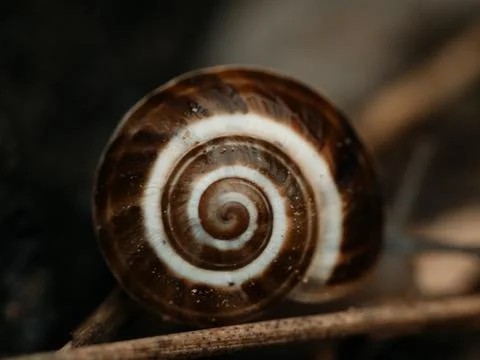 Snail shell close-up with a blurred background Stock Photos
