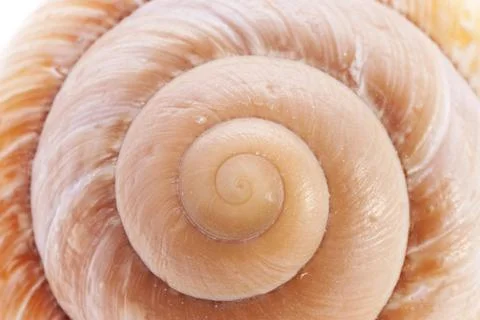 Snail Shell Close up of a Snail Shell Copyright: xZoonar.com/KnutxNiehusx ... Stock Photos