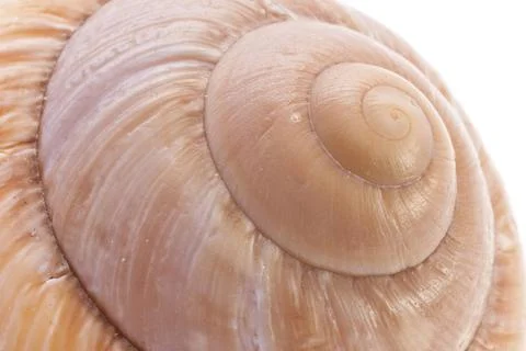 Snail Shell Close up of a Snail Shell Copyright: xZoonar.com/KnutxNiehusx ... Stock Photos