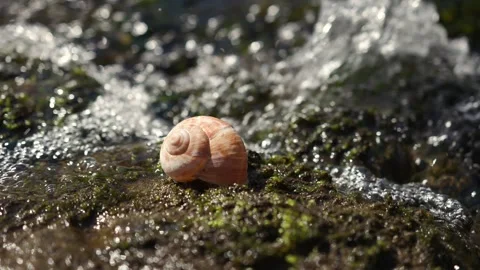 Snail shell closeup with stream river in the background Stock Footage 341601725
