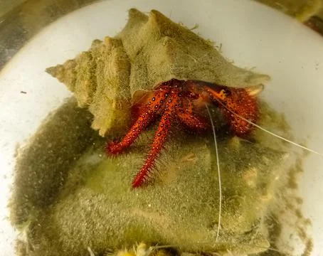 Snail shell crab Stock Photos