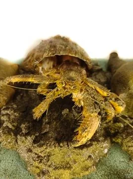 Snail shell crab Stock Photos