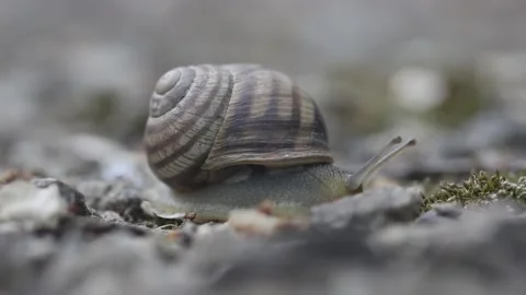 Snail with a shell crawling among the stones 스톡 동영상 154437776