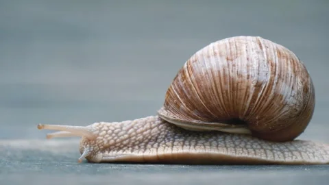 Snail With A Shell Crawling On A Concrete Surface Close-Up Stock Footage 196078112