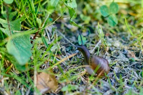 Snail in shell crawling on the green grass, summer day in the garden Stock Photos