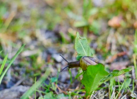 Snail in shell crawling on the green grass, summer day in the garden Stock Photos