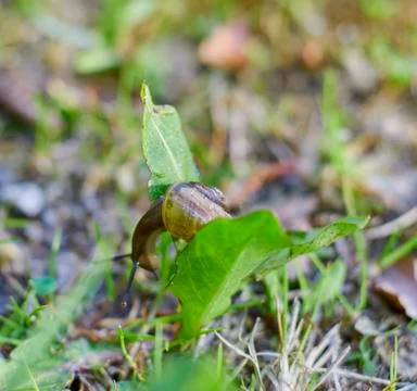 Snail in shell crawling on the green grass, summer day in the garden Stock Photos