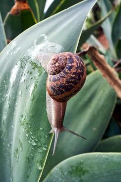 Snail with shell crawling on a leaf after rain Stock Photos