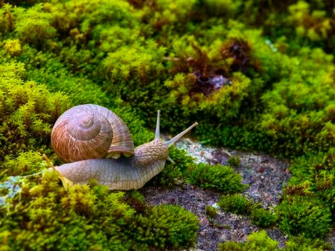 Snail in shell crawling on moss, summer forest Stock Photos