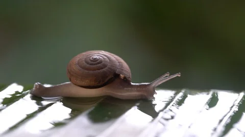 Snail in shell crawling on palm leaf, summer day in garden, close up, Thailand Stock Footage 99999887