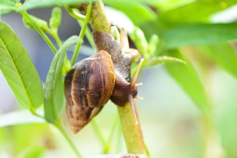 Snail in shell crawling on plant tree, summer day in garden snail. Fotos de archivo
