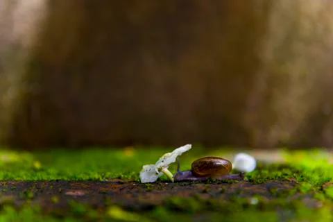 Snail in shell crawling on road in nature green moss background. Stock Photos