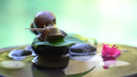 Snail in shell crawls on ceramic pot with water, summer day in garden, close up Stock Footage 106871665