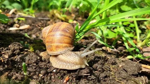 Snail with a shell crawls on the ground Stock Footage 273951775