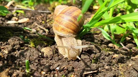 Snail with a shell crawls on the ground Stock Footage 273951820