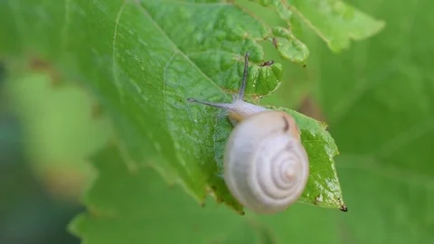 Snail in shell crawls out of frame. Macro shot. Stock Footage